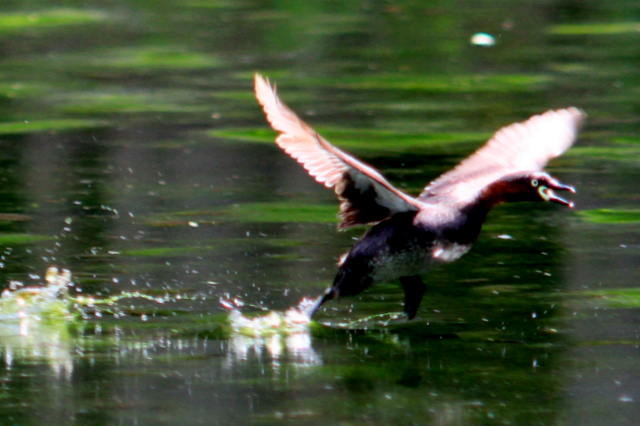 f:id:digibirds:20110528012355j:image