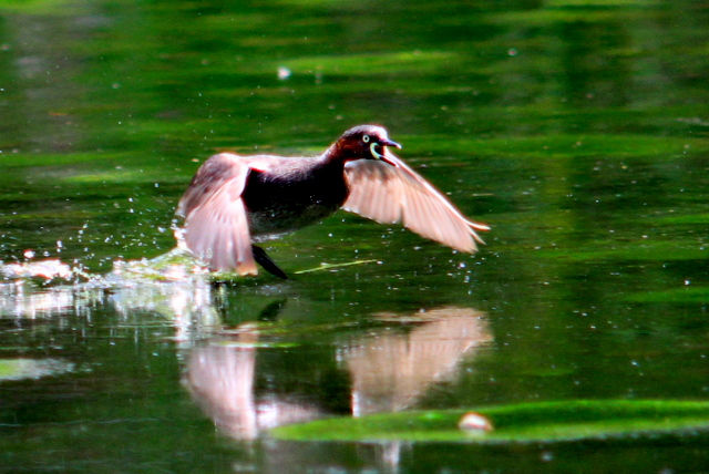 f:id:digibirds:20110528012356j:image