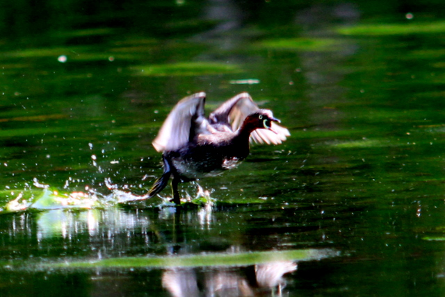 f:id:digibirds:20110528012357j:image