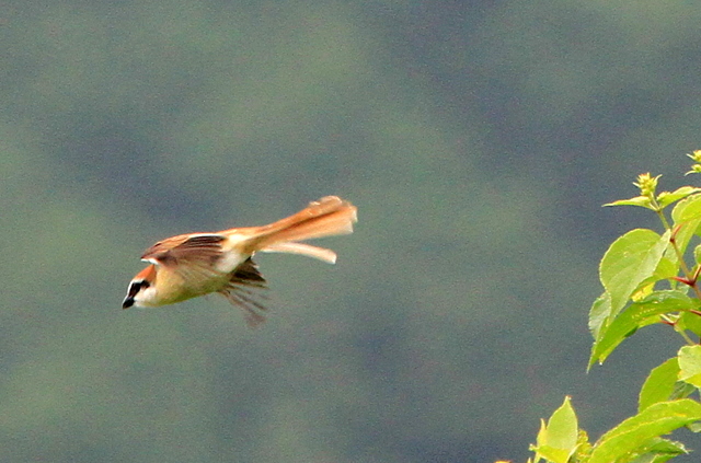 f:id:digibirds:20110620050214j:image