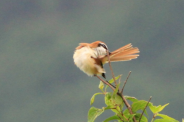 f:id:digibirds:20110620050215j:image