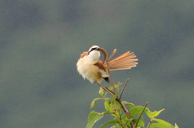 f:id:digibirds:20110620050216j:image