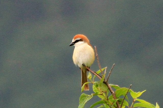 f:id:digibirds:20110620050217j:image