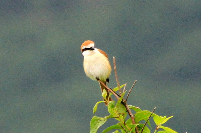 f:id:digibirds:20110620050218j:image