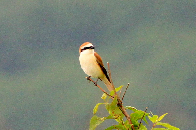 f:id:digibirds:20110620050219j:image