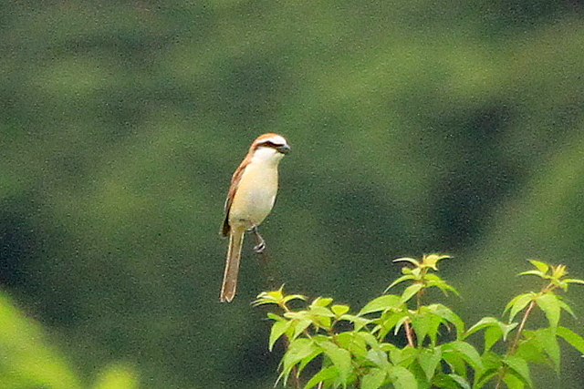 f:id:digibirds:20110620050220j:image