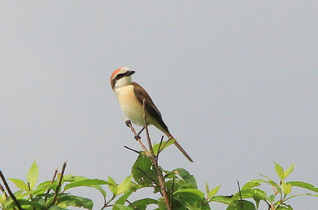 f:id:digibirds:20110620050221j:image