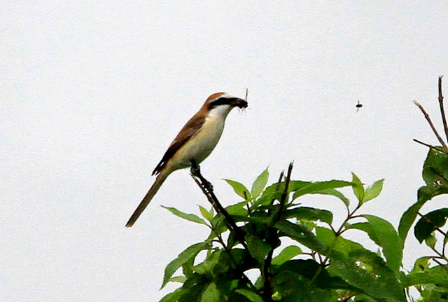 f:id:digibirds:20110620050222j:image