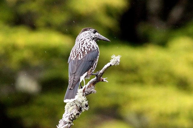 f:id:digibirds:20110904011659j:image