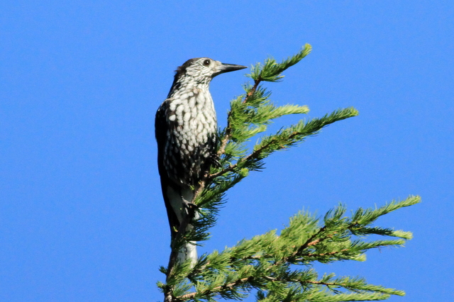 f:id:digibirds:20110904011700j:image