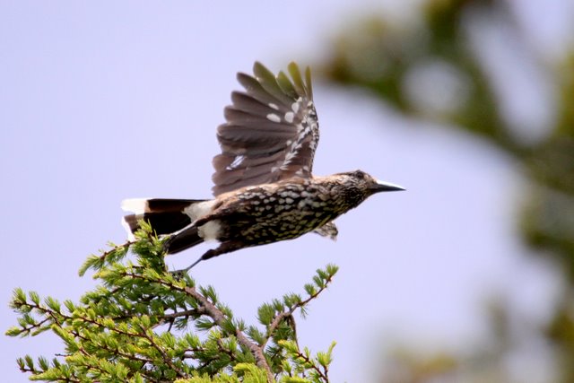 f:id:digibirds:20110904011701j:image