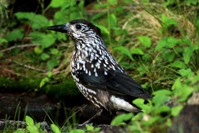 f:id:digibirds:20110904033954j:image
