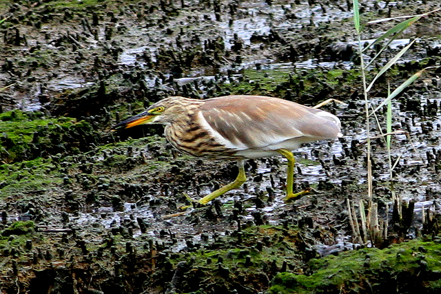 f:id:digibirds:20110906012029j:image