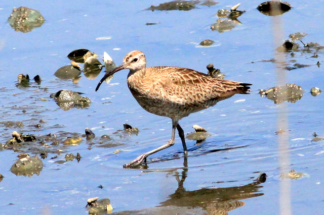 f:id:digibirds:20110916040259j:image f:id:digibirds:20110916040259j:image