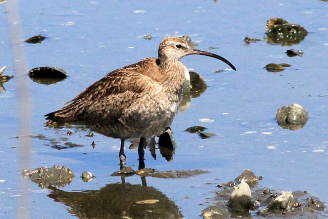 f:id:digibirds:20110916040300j:image f:id:digibirds:20110916040300j:image
