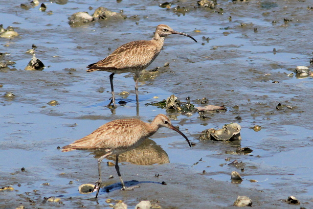 f:id:digibirds:20110916040302j:image f:id:digibirds:20110916040302j:image