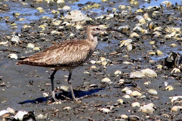 f:id:digibirds:20110916041435j:image f:id:digibirds:20110916041435j:image
