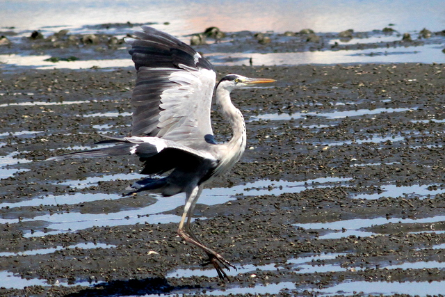 f:id:digibirds:20110918052407j:image