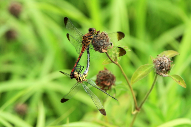 f:id:digibirds:20110923035139j:image