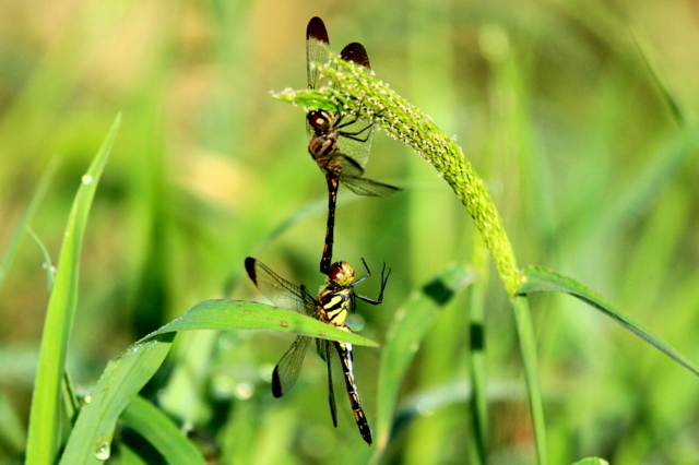 f:id:digibirds:20110923035140j:image