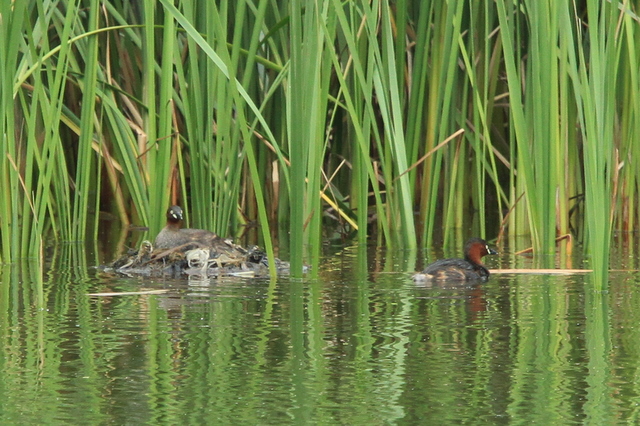 f:id:digibirds:20110923175040j:image