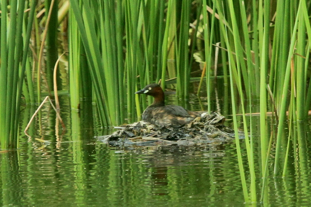 f:id:digibirds:20110923175041j:image