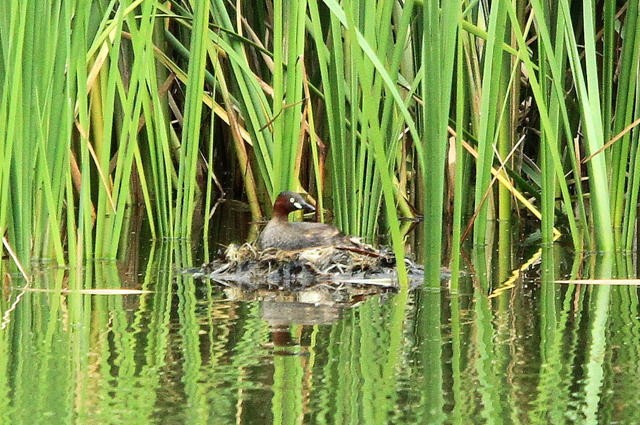 f:id:digibirds:20110923175042j:image