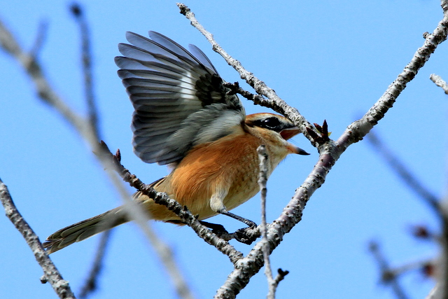 モズ(百舌)の高鳴き - なかなかなかね野鳥と自然の写真館