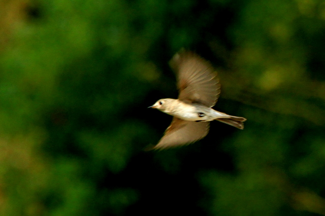 f:id:digibirds:20111009173508j:image f:id:digibirds:20111009173508j:image