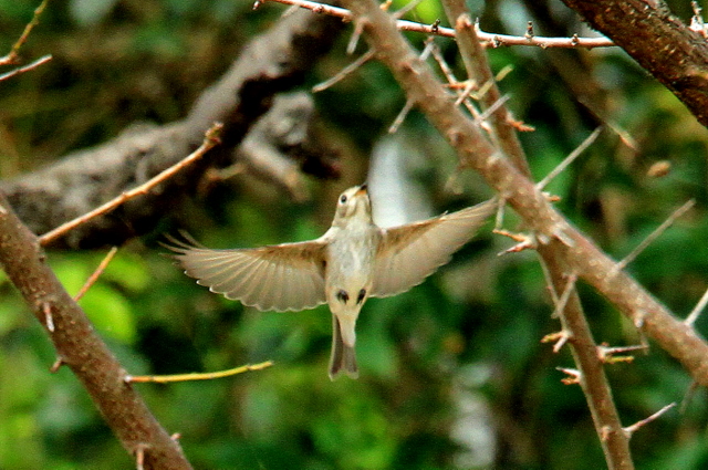 f:id:digibirds:20111009173517j:image f:id:digibirds:20111009173517j:image