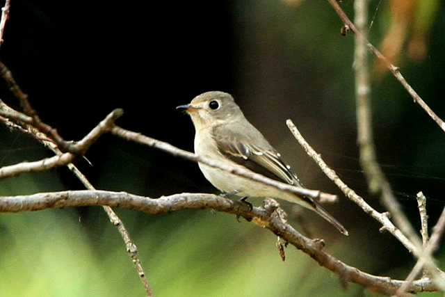 f:id:digibirds:20111009173518j:image f:id:digibirds:20111009173518j:image