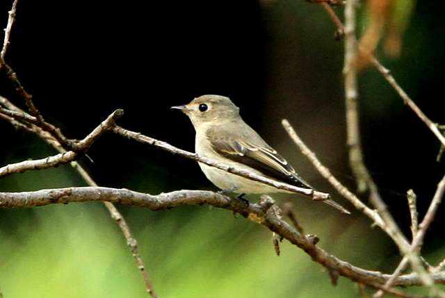f:id:digibirds:20111009173519j:image f:id:digibirds:20111009173519j:image