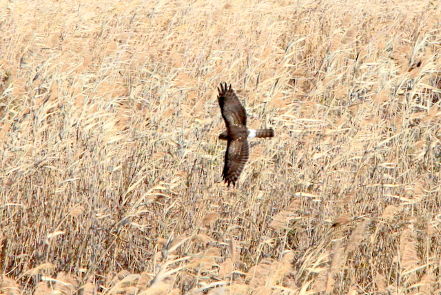 f:id:digibirds:20111208050928j:image