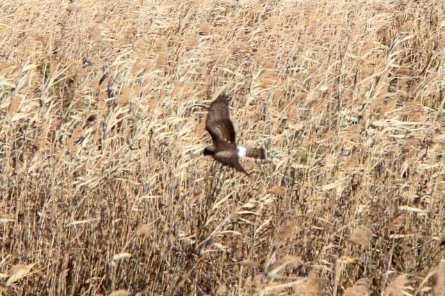 f:id:digibirds:20111208050929j:image