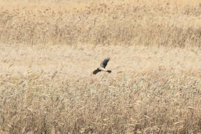 f:id:digibirds:20111208050930j:image