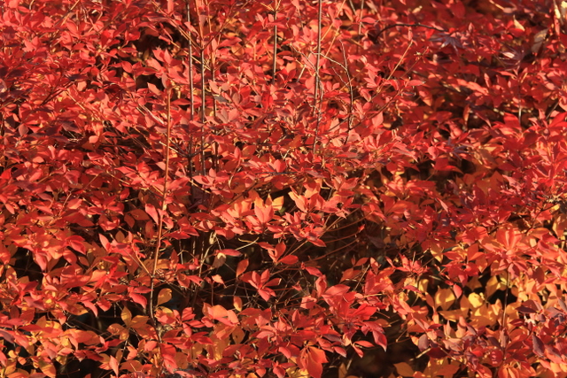 f:id:digibirds:20111213005215j:image