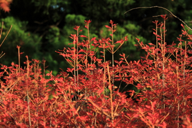 f:id:digibirds:20111213005217j:image