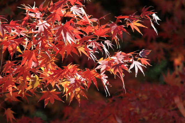 f:id:digibirds:20111213005218j:image