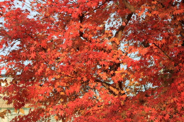 f:id:digibirds:20111213005220j:image