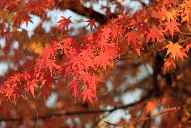 f:id:digibirds:20111213005221j:image