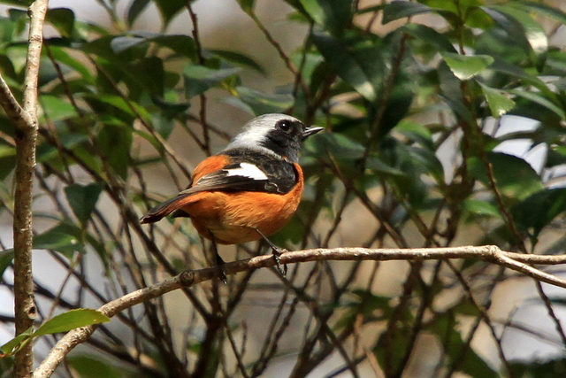 f:id:digibirds:20120312183152j:image