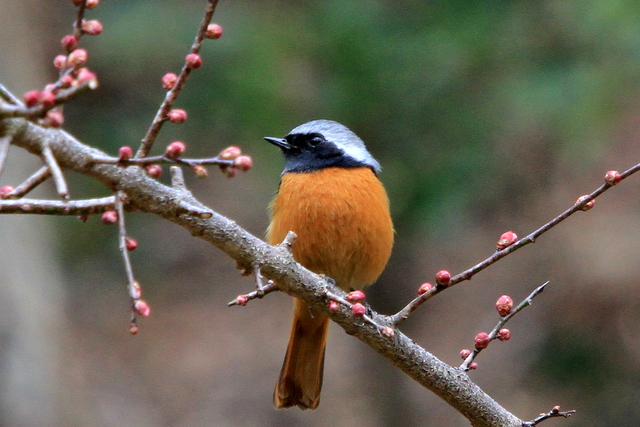 f:id:digibirds:20120312183153j:image