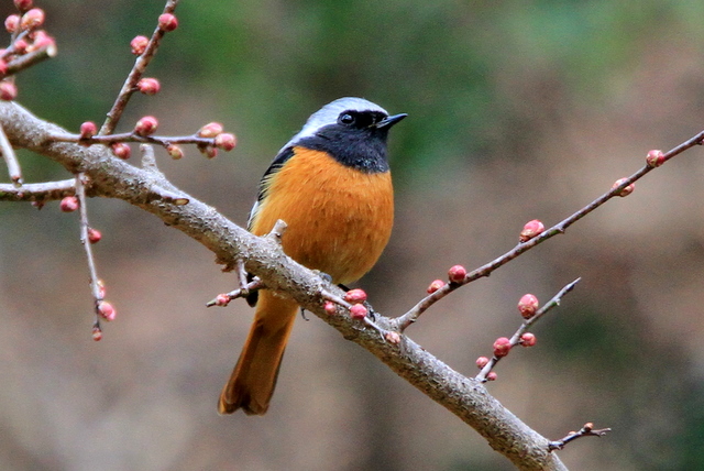 f:id:digibirds:20120312183154j:image