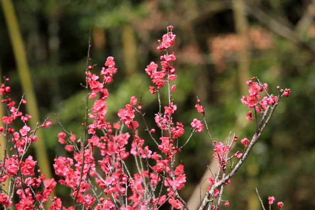 f:id:digibirds:20120312183155j:image