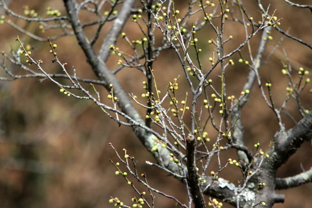 f:id:digibirds:20120312183156j:image