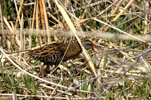 20120326033410