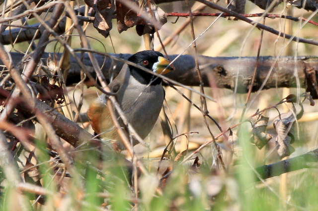 f:id:digibirds:20120327195138j:image