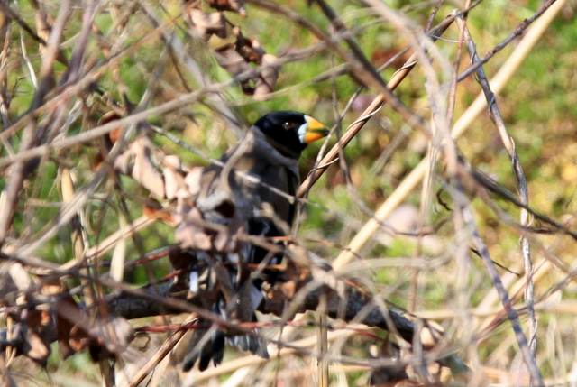 f:id:digibirds:20120327195140j:image