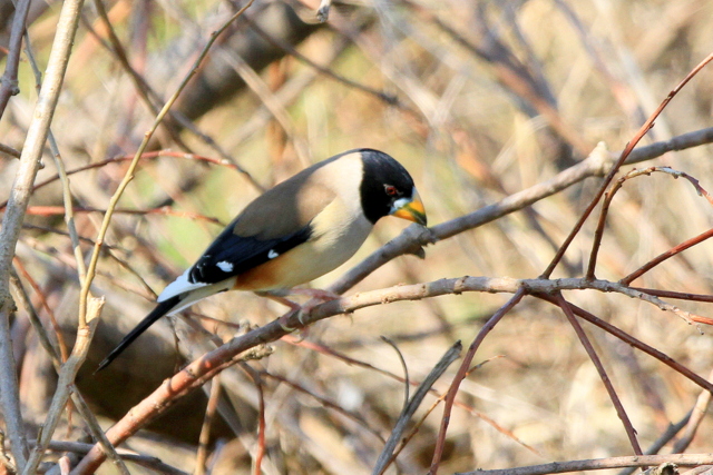 f:id:digibirds:20120327195142j:image