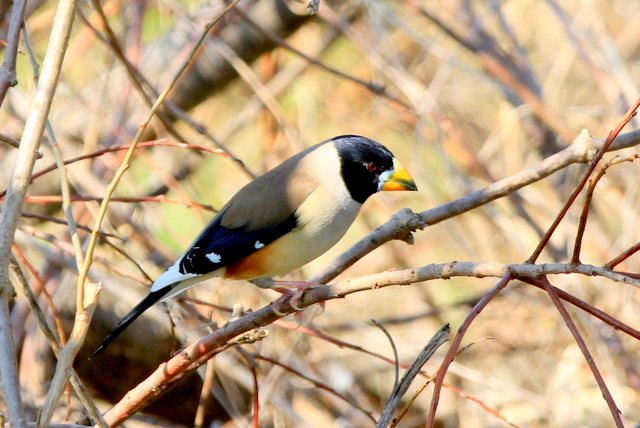 f:id:digibirds:20120327195143j:image